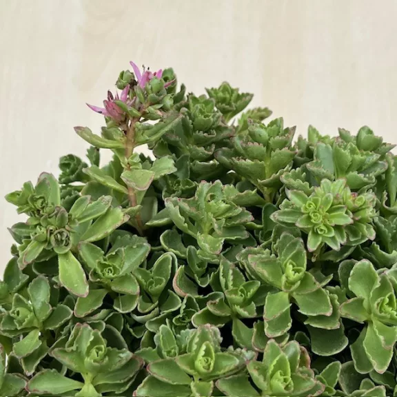 Sedum spurium