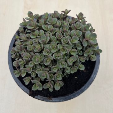 Sedum spurium 