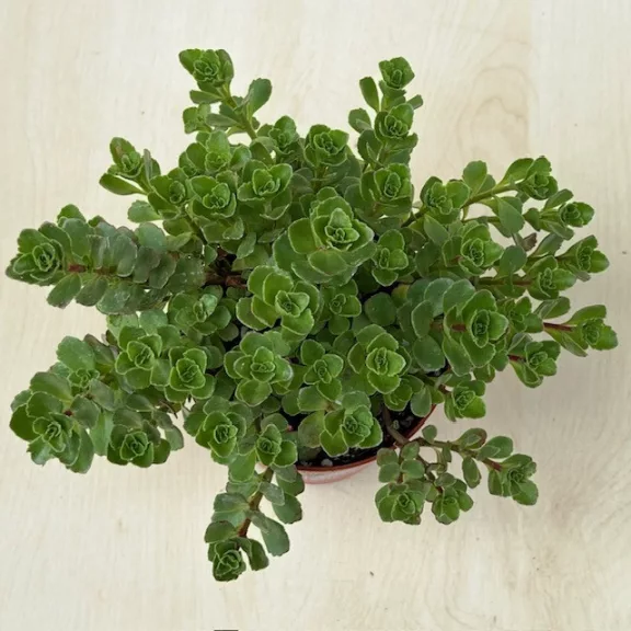Sedum spurium Sedum spurium