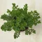 Sedum spurium