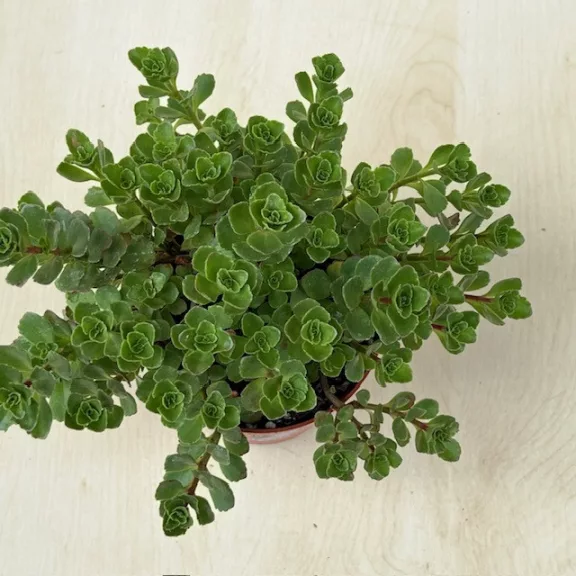 Sedum spurium Sedum spurium