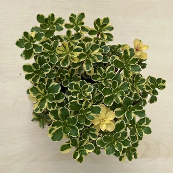 Sedum spurium 'Variegata' Sedum spurium 'Variegata'