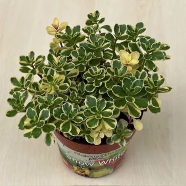 Sedum spurium 'Variegata'