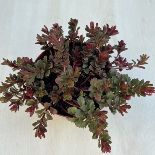Sedum spurium Voodoo