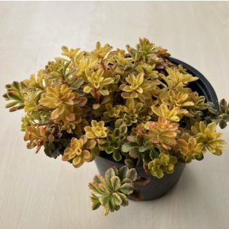 Sedum spurium 