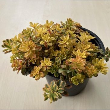 Sedum spurium 