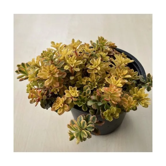 Sedum spurium Sedum spurium