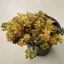 Sedum spurium 