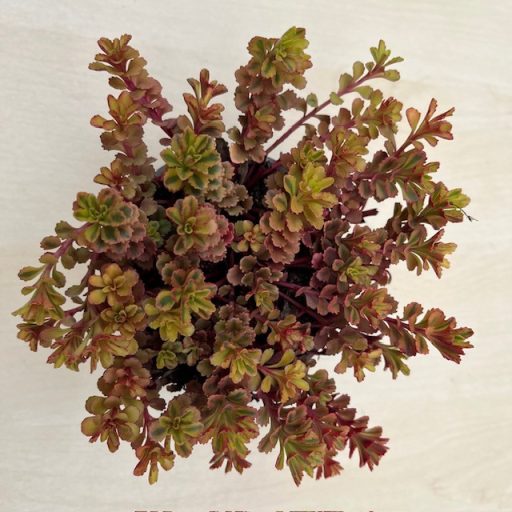 Sedum spurium 