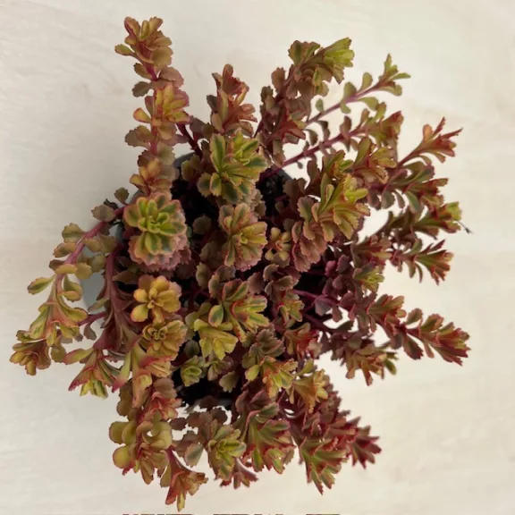 Sedum spurium Sedum spurium