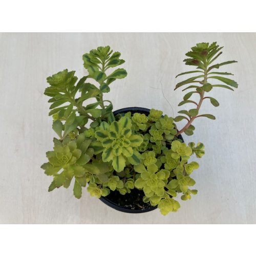 Sedum spurium