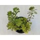 Sedum spurium
