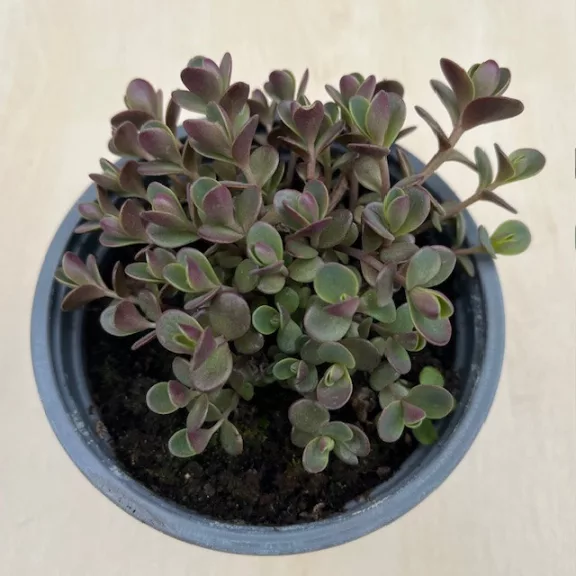 Sedum spurium Sedum spurium