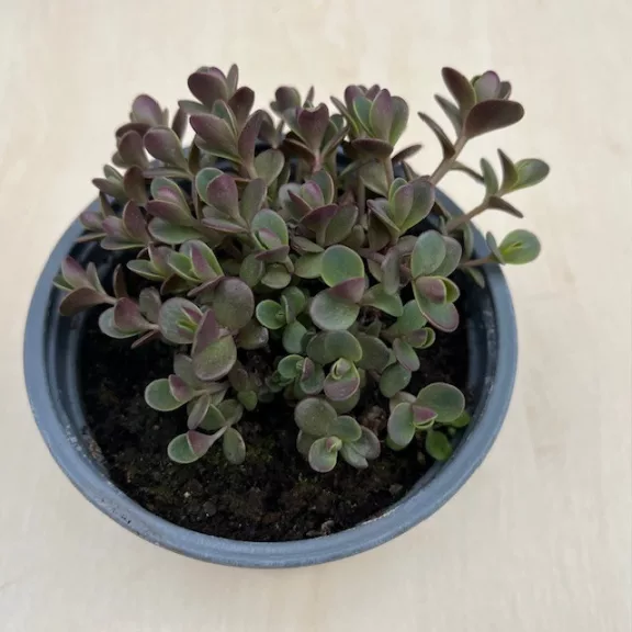 Sedum spurium Sedum spurium