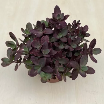 Sedum ‘Sunsparkler Firecracker’