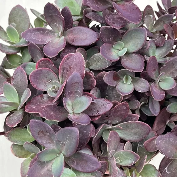 Sedum ‘Sunsparkler Firecracker’