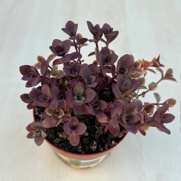 Sedum ‘Sunsparkler Cherry Tart’ Sedum ‘Sunsparkler Cherry Tart’