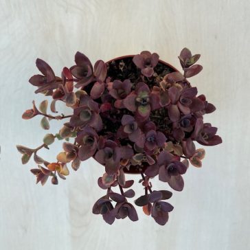 Sedum ‘Sunsparkler Cherry Tart’