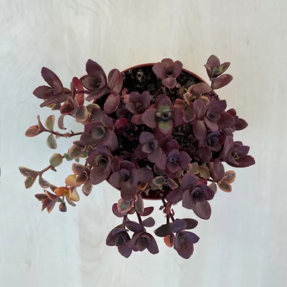 Sedum ‘Sunsparkler Cherry Tart’ Sedum ‘Sunsparkler Cherry Tart’