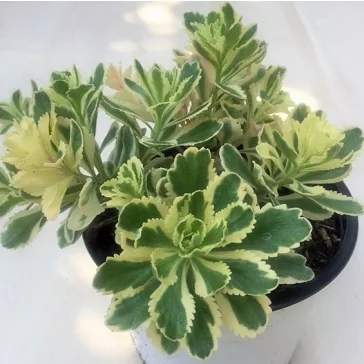 Sedum takesimense 'Atlantis'