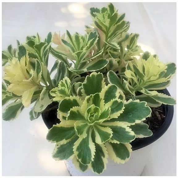 Sedum takesimense 'Atlantis' Sedum takesimense 'Atlantis'