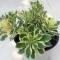 Sedum takesimense 'Atlantis'