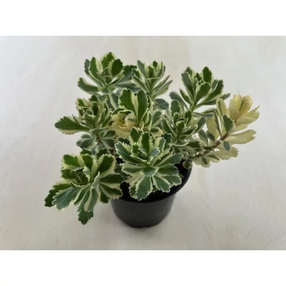 Sedum takesimense 'Atlantis' Sedum takesimense 'Atlantis'