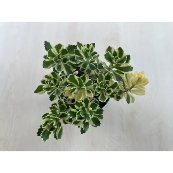 Sedum takesimense 'Atlantis' Sedum takesimense 'Atlantis'