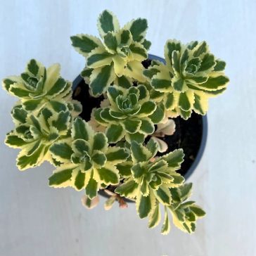 Sedum takesimense 'Atlantis'