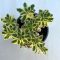Sedum takesimense 'Atlantis'