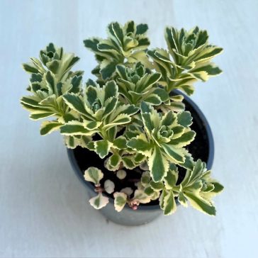 Sedum takesimense 'Atlantis'