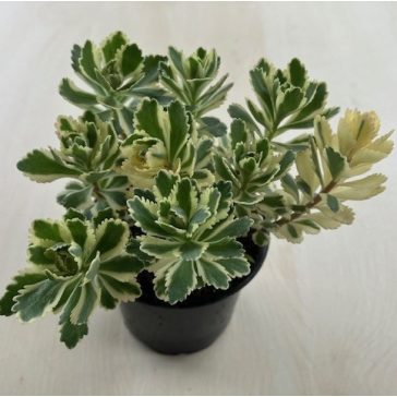 Sedum takesimense 'Atlantis'