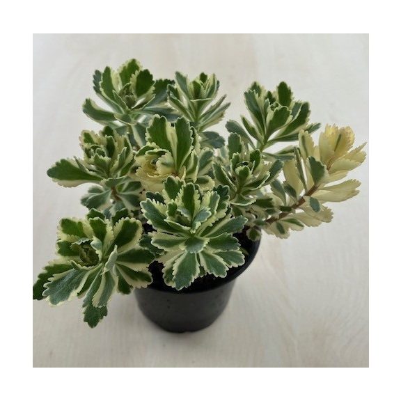 Sedum takesimense 'Atlantis'