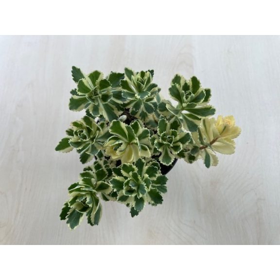 Sedum takesimense 'Atlantis'