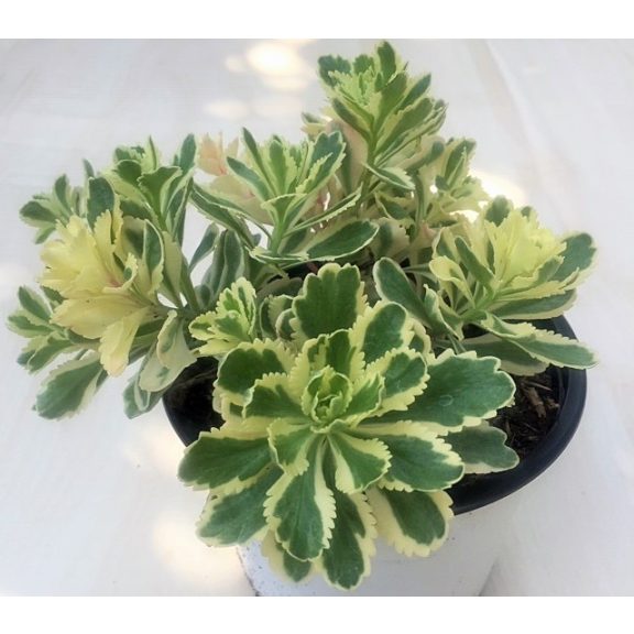 Sedum takesimense 'Atlantis'