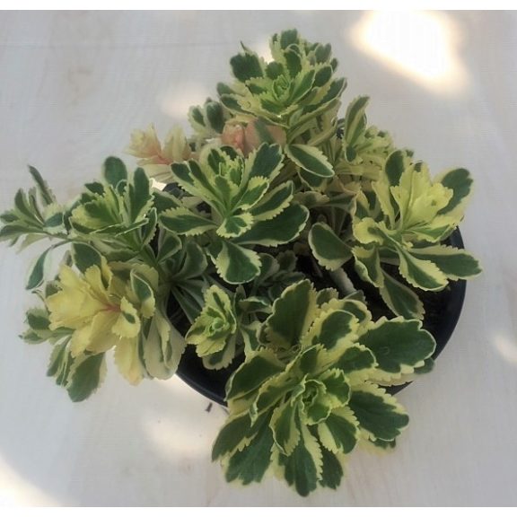 Sedum takesimense 'Atlantis'