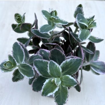 Sedum telephium 'La vie en rose'