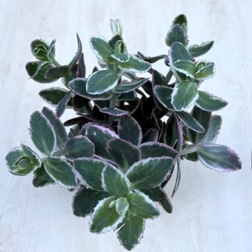 Sedum telephium 'La vie en rose'
