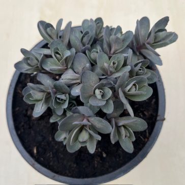 Sedum telephium ‘Marina’