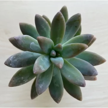 Sedum 'Viola'