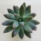 Sedum 'Viola'
