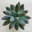 Sedum 'Viola'