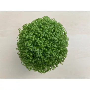 Selaginella apoda