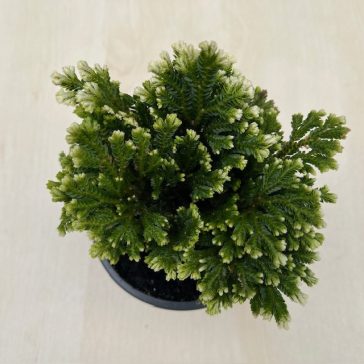 Selaginella martensii jori