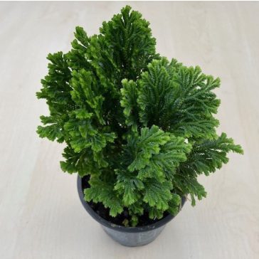 Selaginella martensii jori