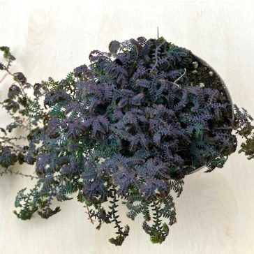 Selaginella uncinata 'Patina'