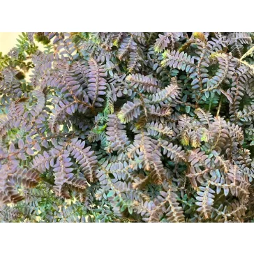 Selaginella uncinata 'Patina'