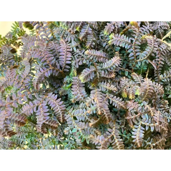 Selaginella uncinata 'Patina'