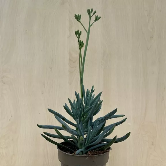 Senecio serpens 'Blue Chalksticks' Senecio serpens 'Blue Chalksticks'