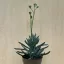 Senecio serpens 'Blue Chalksticks'